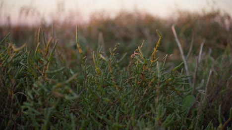 detail of growing salicornia early morning golden hour salty succulent gironde france