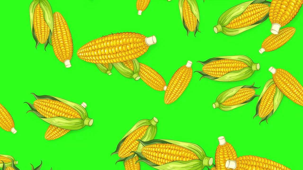 Animated Falling Corn Cobs on Green Screen Background