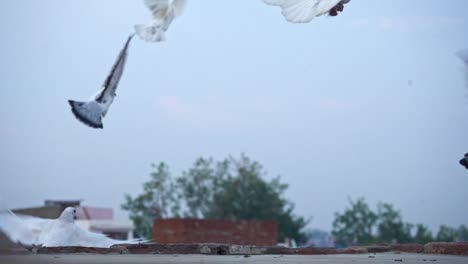 group of pigeons flew together - close up