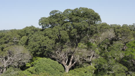 aproximación de un enorme árbol toma aérea de un dron que revela un tronco dentro del bosque