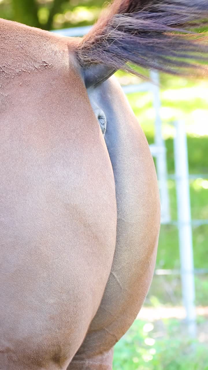 A horse's tail sways gently in a sunlit pasture, highlighting its natural movement and serene environment