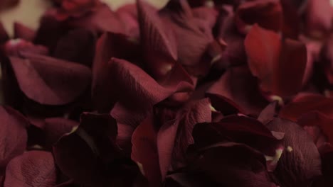 red rose flower petals falling onto wooden floor