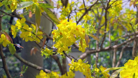 bee flying pollinating yellow apricot blossoms on a sunny spring day