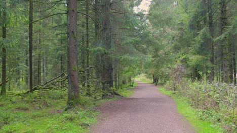 Empty-Dirt-Road-In-Coniferous-Forest-Park