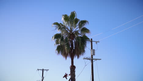 Hombre-Cortando-Una-Palmera-En-Los-Angeles,-California