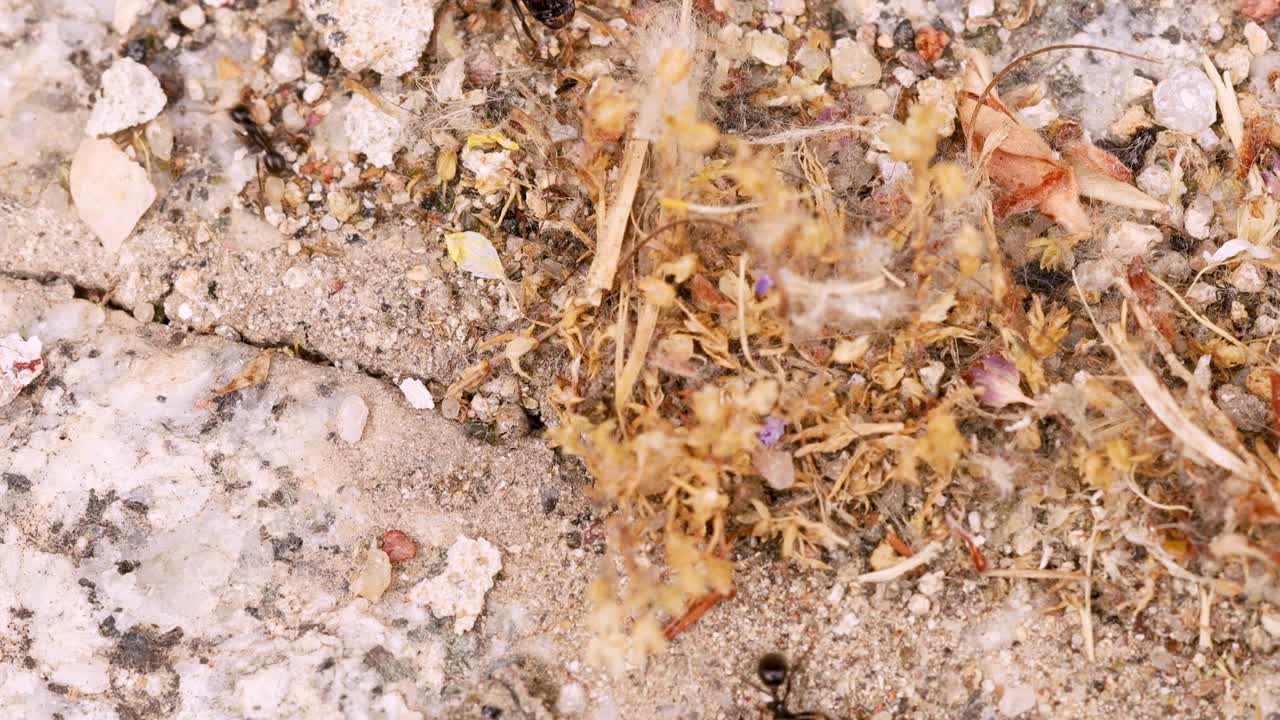 colonia ocupada de hormigas negras en busca de comida y otros recursos, vista muy cercana, toma macro en 4k
