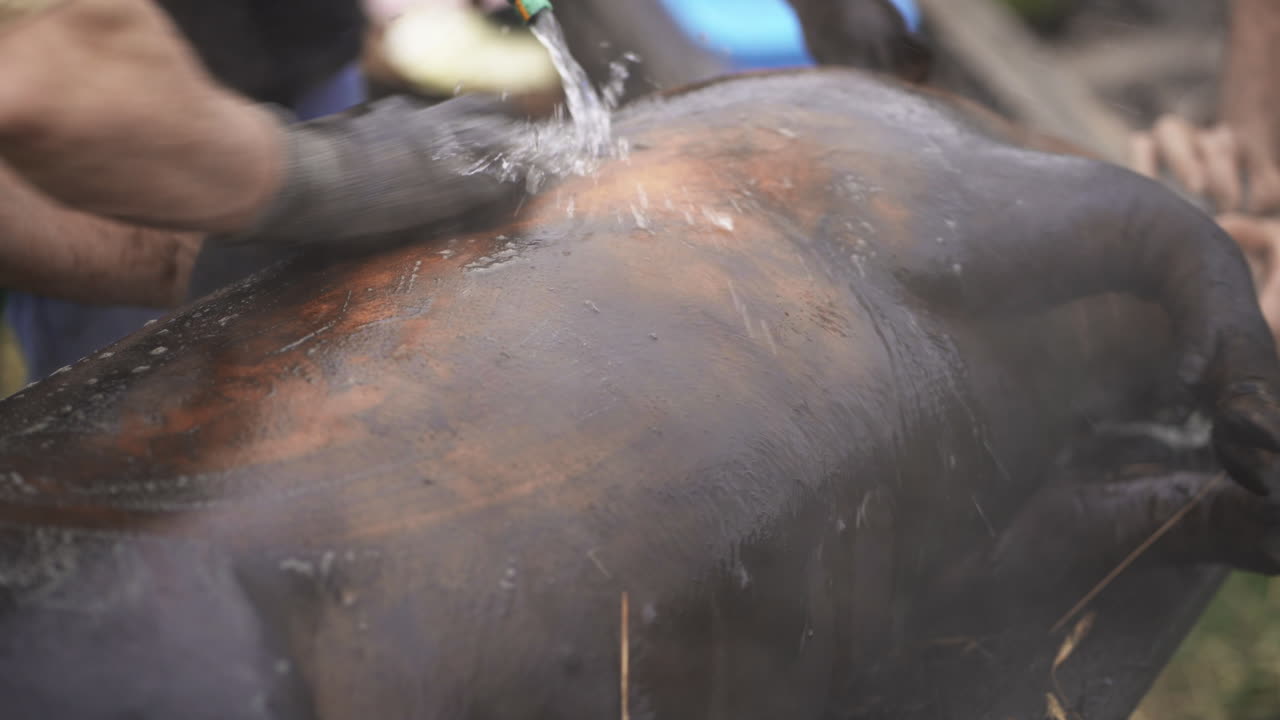 Carcassa di maiale nera bruciata e fumante pulita da macellai rurali - Primo piano