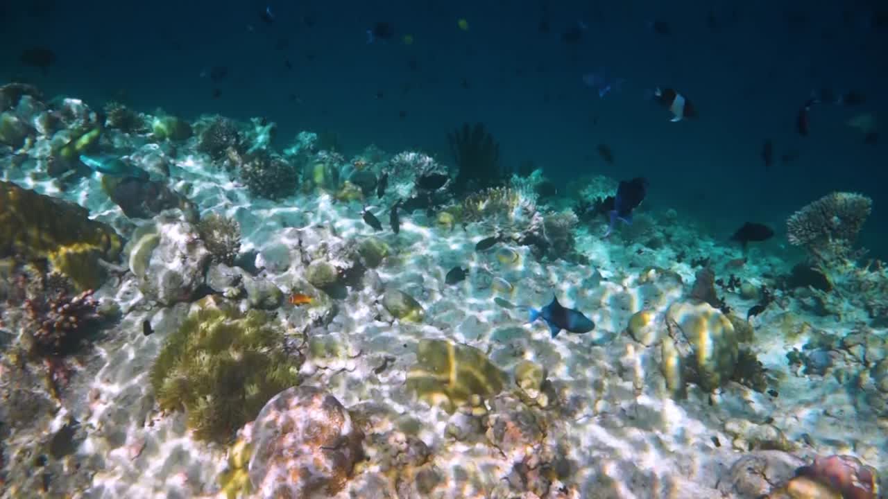 다양한 단단하고 부드러운 산호와 열대 어류가 있는 암초입니다. 몰디브 인도양.