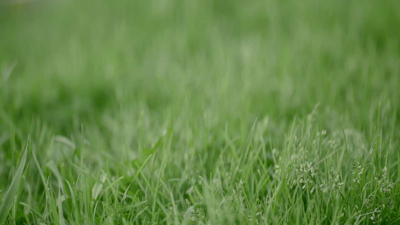 초록 잔디 의 근접적 인 모습