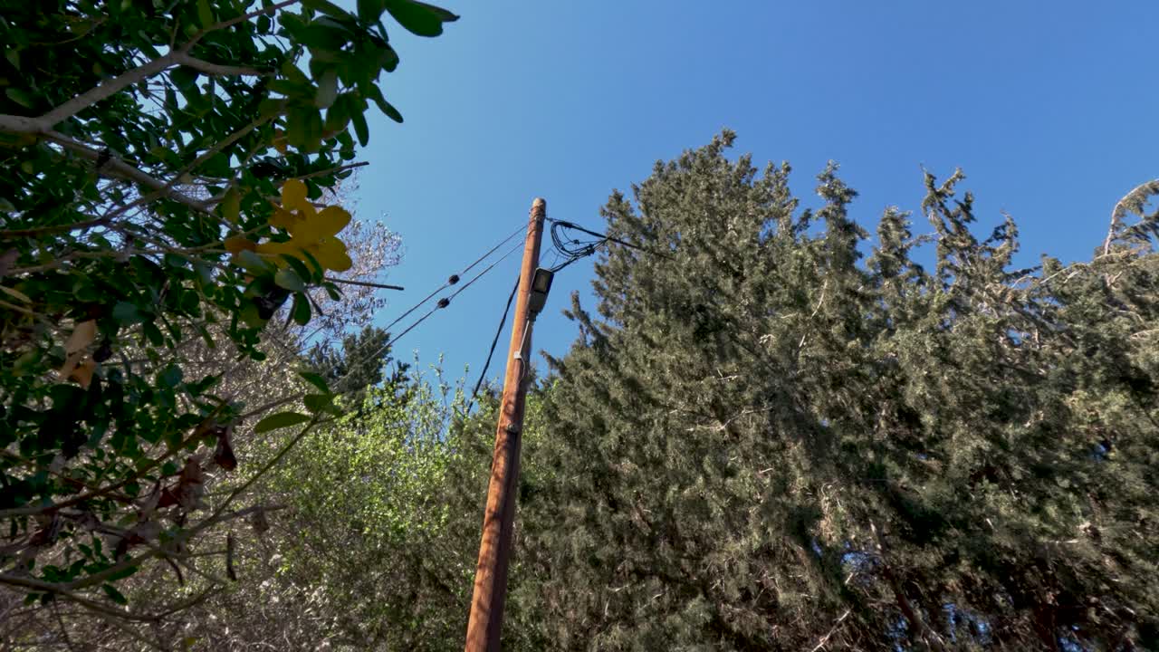 Branches and leaves reach towards the sky while a power line stands tall against the bright blue backdrop. Nature surrounds a clear space in the afternoon light
