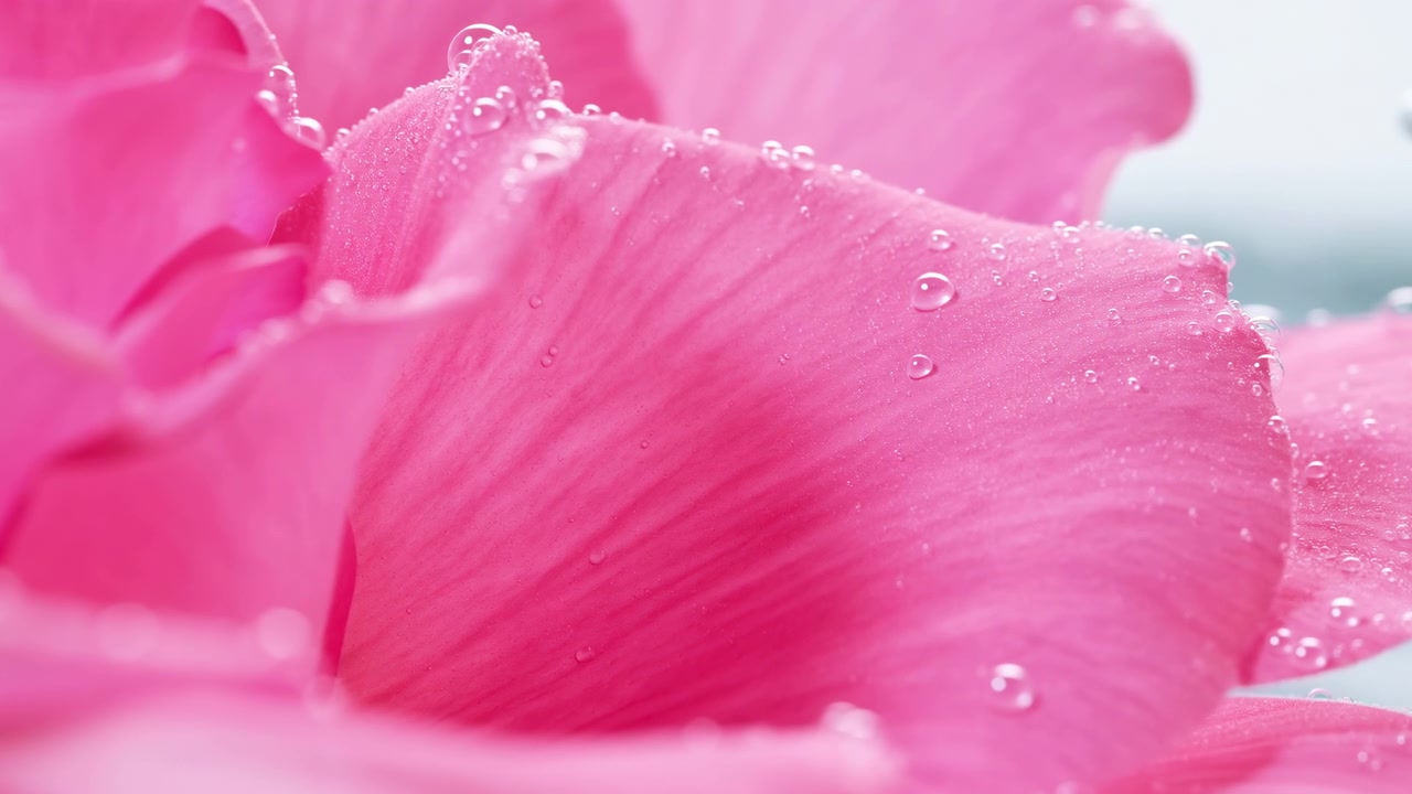Primo piano di petali rosa vivaci con goccioline d'acqua, che riempiono l'inquadratura contro uno sfondo chiaro delicatamente sfocato. La delicata texture floreale e la freschezza naturale.