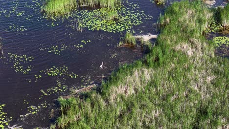 aerial drone view of a freshwater marsh with lily pads, grasses, and reeds along the shoreline in michigan’s upper peninsula