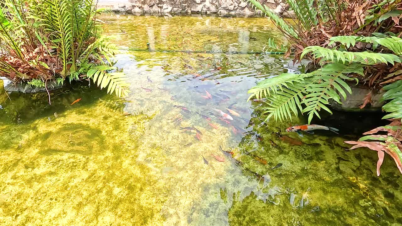 Koi Fish Pond in a Garden