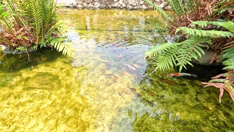 koi fish pond in a garden
