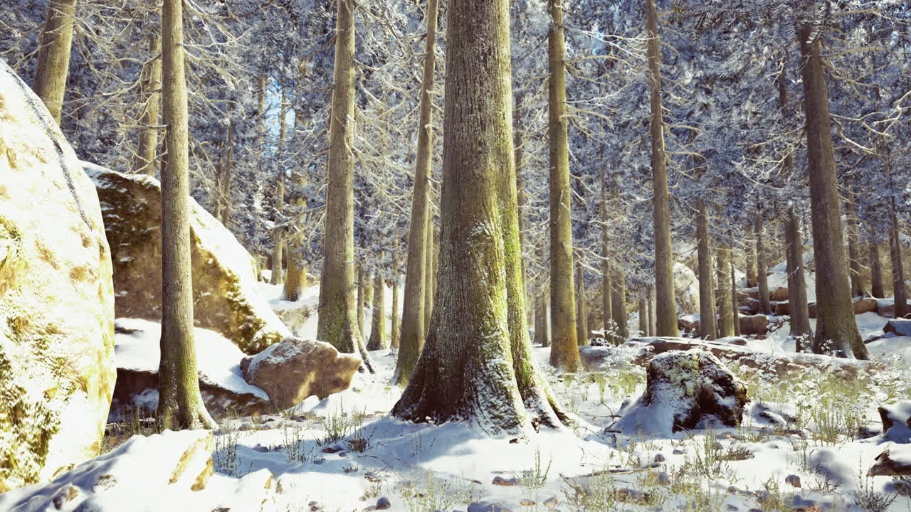 Winter landscape with snow covered forest and rocky terrain showing tranquility