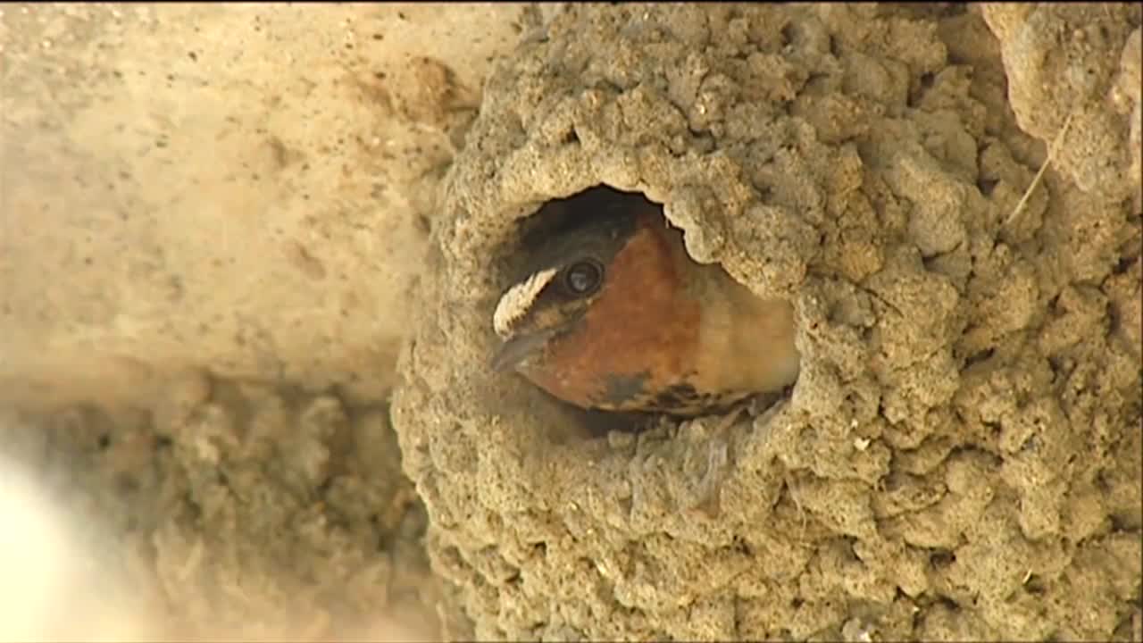 una golondrina en su nido