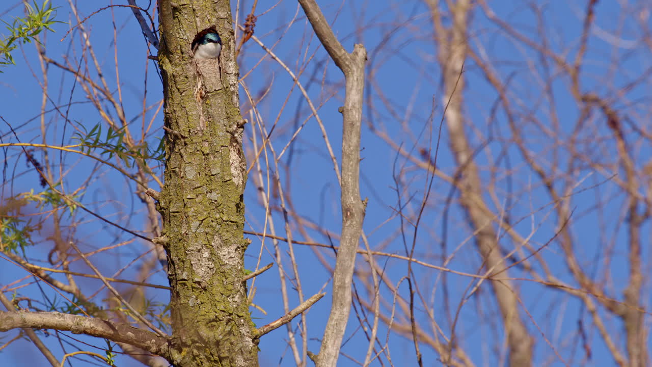 Purple martins exhibit stunning midair moves in this springtime slow motion video.