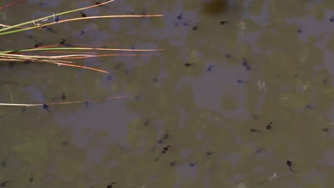 common toad tadpoles, bufo bufo, at edge of pond. england. uk