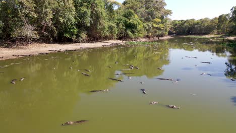 Luftaufnahme-Einer-Gruppe-Von-Alligatoren,-Die-Sich-Wegen-Schwerer-Dürre-In-Der-Wilden-Sumpfregion-Pantanal,-Brasilien,-In-Einer-Lagune-Angesammelt-Haben