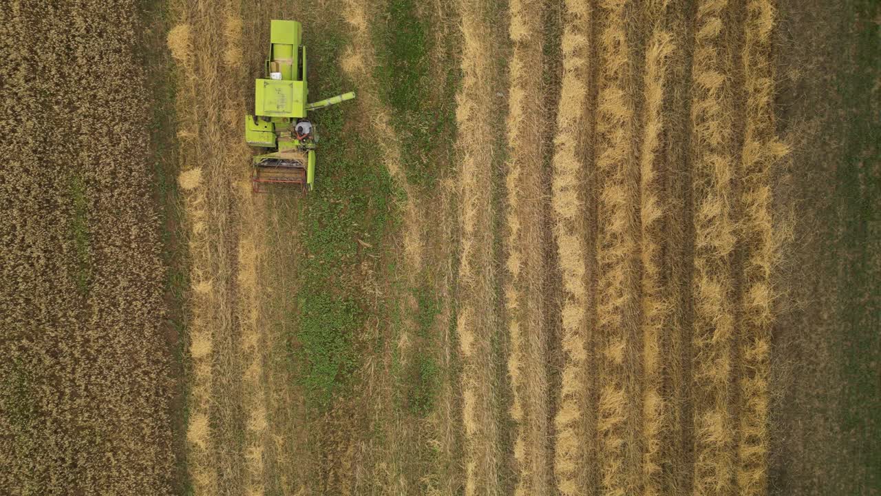 Ripresa aerea con drone zenitale di una mietitrebbia verde che si muove su un campo di grano.