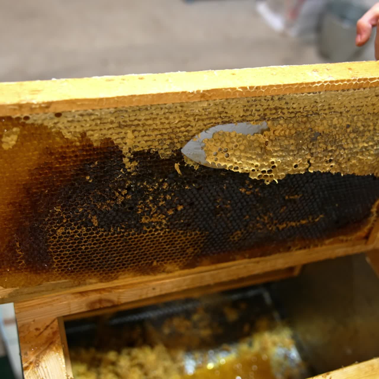 Raccolta di miele dolce da telai in legno. Apicoltura, azienda agricola biologica