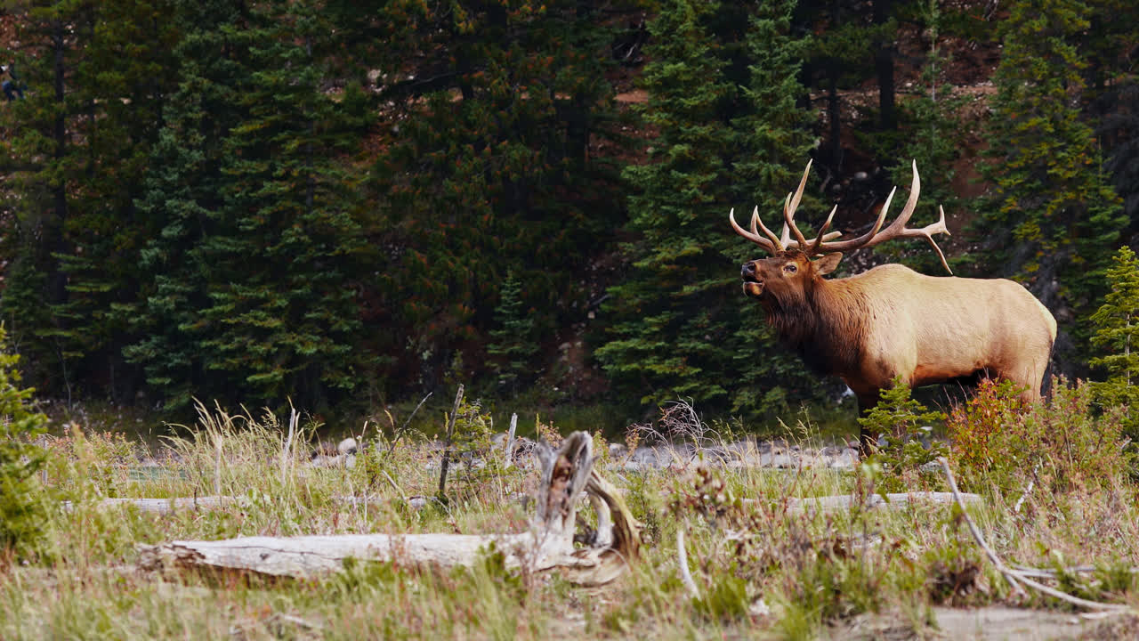 Un enorme wapiti di Roosevelt maschio in amore bramisce per attrarre una compagna, poi si volta per allontanarsi.