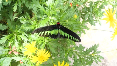 colorful butterfly resting on vibrant green leaves at cameron highland butterfly farm