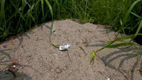 Plastic-wrapper-littering-a-sandy-beach