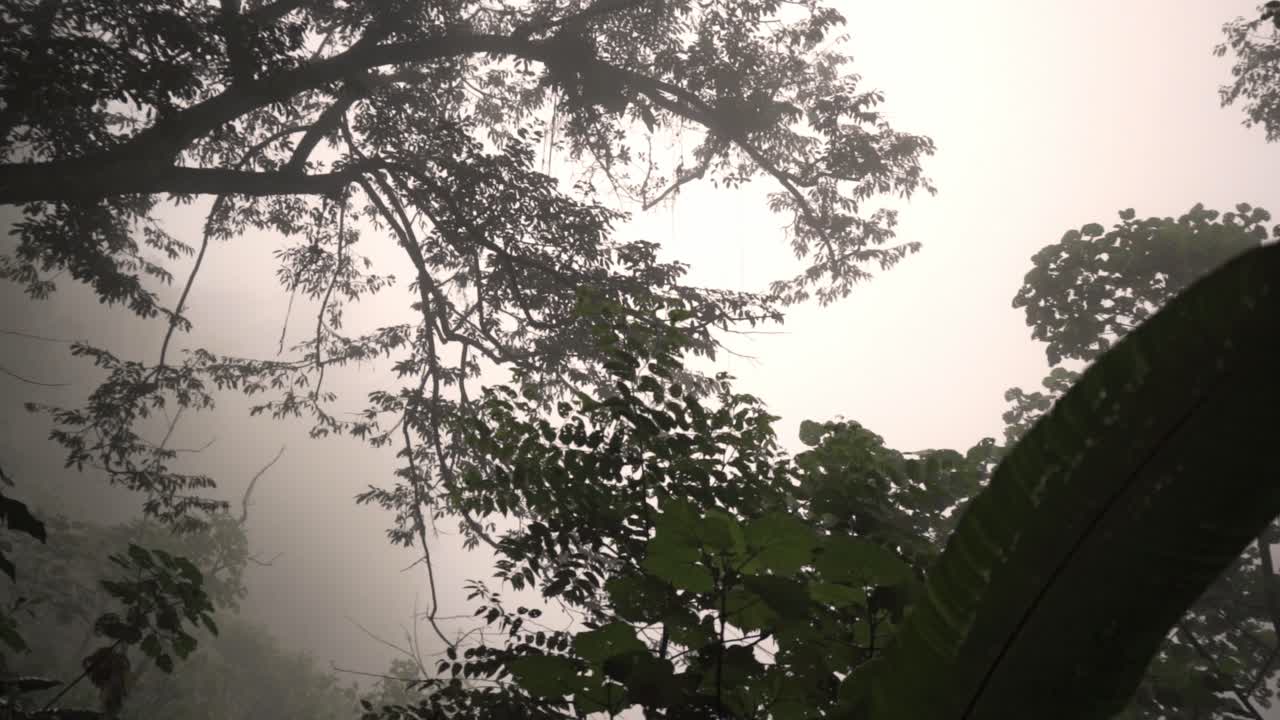 Upper canopy of the Monteverde Cloud Forest shrouded in a dense, white mist