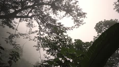 upper canopy of the monteverde cloud forest shrouded in a dense, white mist