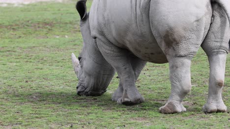 slow motion of large white rhinoceros eating grass on pasture in wilderness, close up