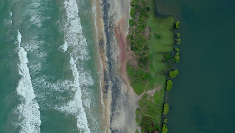 mangroves in a lakeshore and seashore