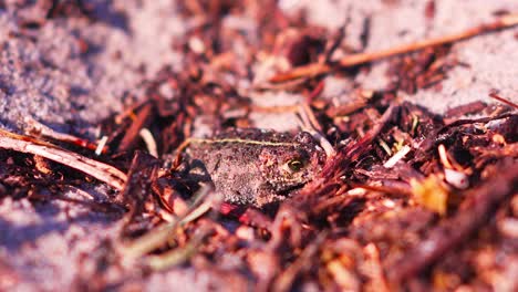 Primer-Plano-De-Una-Rana-En-Un-Fondo-De-Playa-De-Arena-Roja-Sombreada,-Fauna-Silvestre