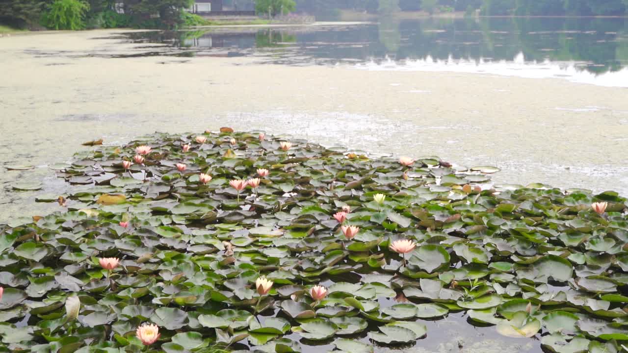 flores de loto en el lago. movimiento lento.