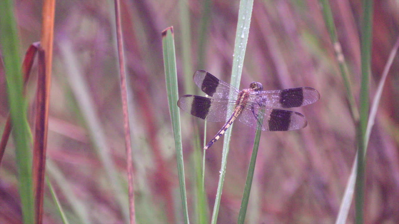Primo piano di una libellula che riposa sull'erba verde.