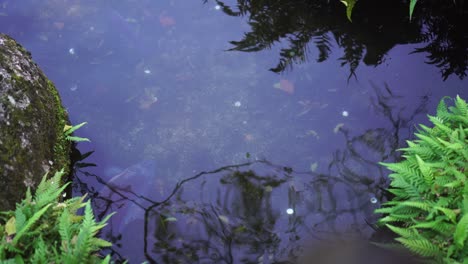 fancy carp in japan