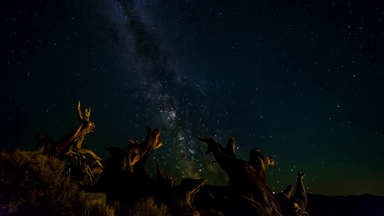 Low ground-level panoramic view of twisted weathered tree trunks and exposed roots silhouetted against dense starfield, diagonal Milky Way band, and cool clear desert night sky, with night, star, sky