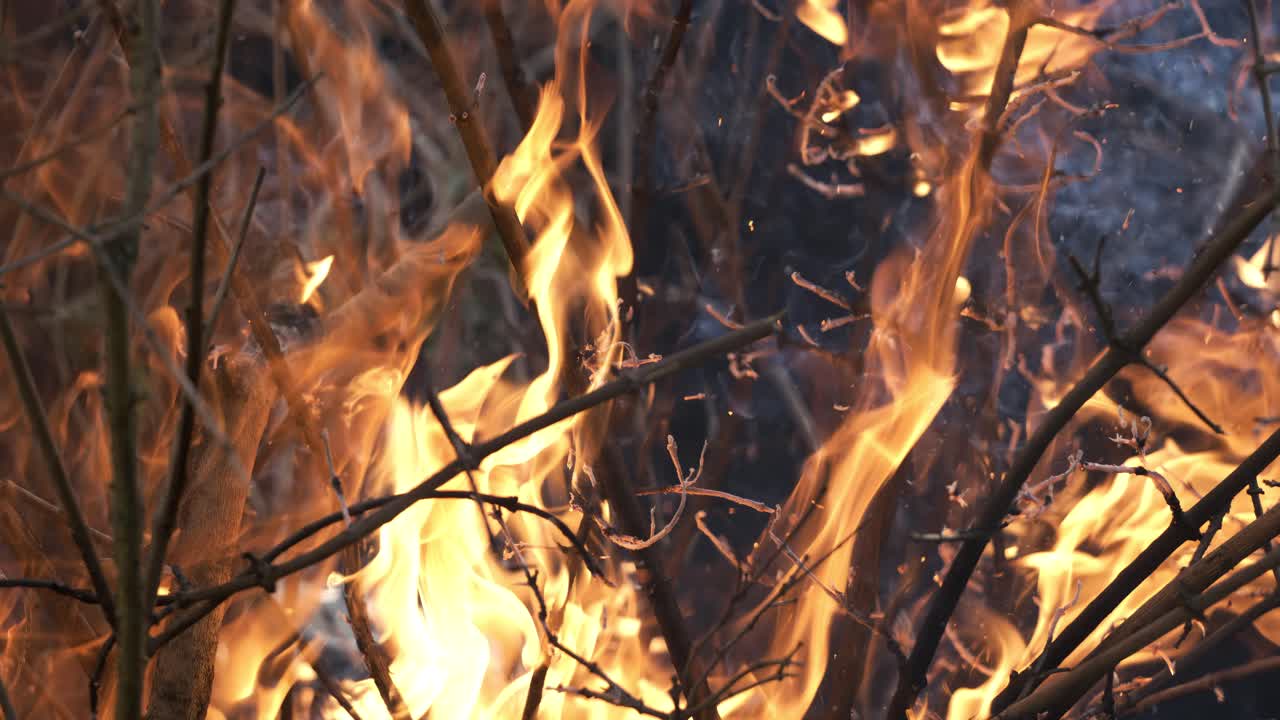 숲의 화재: 덤불과 나무의 가지가 불타고 연기를 피우고, 화재 또는 자연으로 인한 산불, 슈퍼 슬로 모션 카메라 1000fps로 촬영.