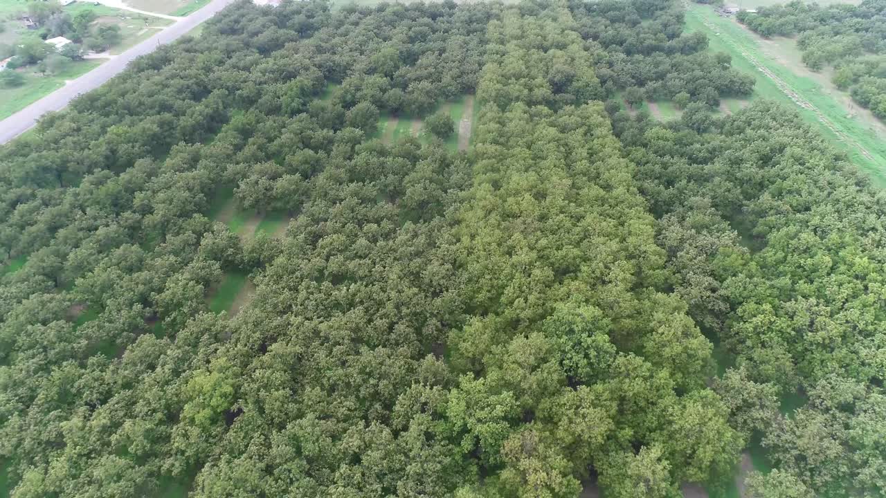 vuelo aéreo sobre un huerto de nueces cerca de san saba, texas