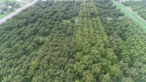 vuelo aéreo sobre un huerto de nueces cerca de san saba, texas