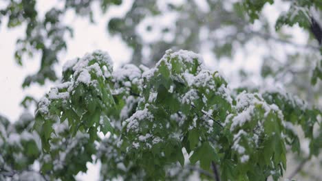 snow on green leaves