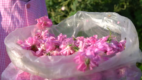 girl taking pink rose petals from transparent sack