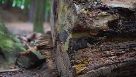 Viejo-Tronco-Podrido,-Viga-En-El-Suelo-Del-Bosque,-Toma-Panorámica-Izquierda