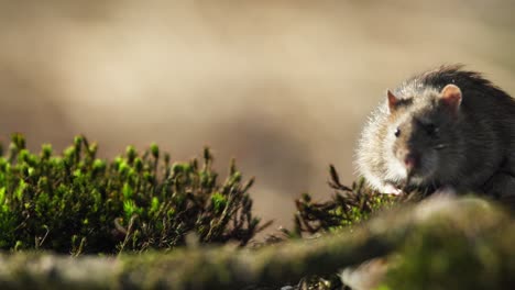 rata en el bosque