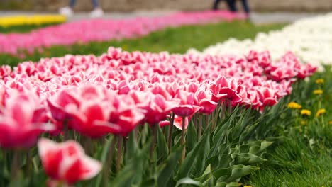 Campo-De-Coloridos-Tulipanes-Florecientes,-Gran-Grupo-De-Flores-Multicolores,-Naturaleza-Aún-Fondo-Vívido,-Moviéndose-En-El-Viento