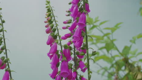 bee collects nectar on lovely flowers of foxglove