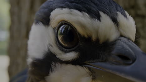 close-up of a bird's eye
