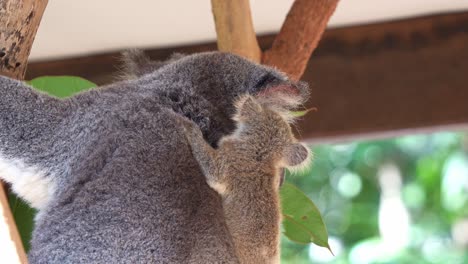 A-little-joey-koala-clings-tightly-to-the-back-of-its-mum,-curiously-wondering-around-the-surroundings,-while-the-mother-munching-on-eucalyptus-leaves,-close-up-shot