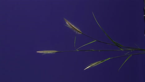 ground plant with blue screen background