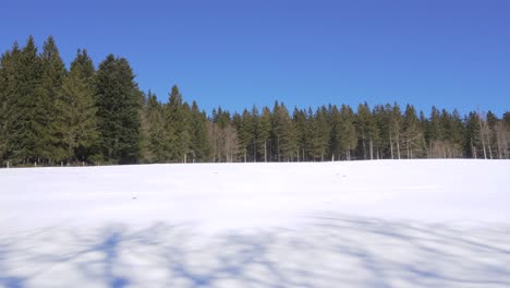 snow covered open field evergreen pine spruce forest tree landscape woodland vosges france